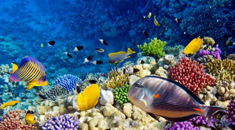 poissons tropicaux et coraux