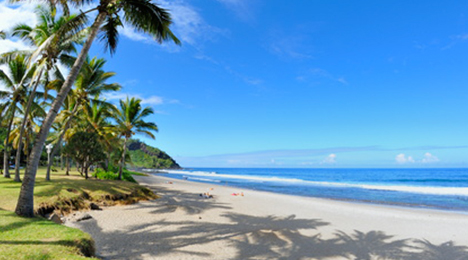 plage bordée par des palmiers