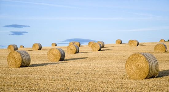 Terrain agricole