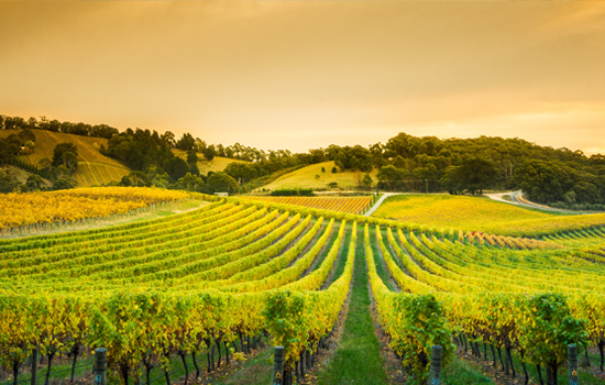 Champ de vignes